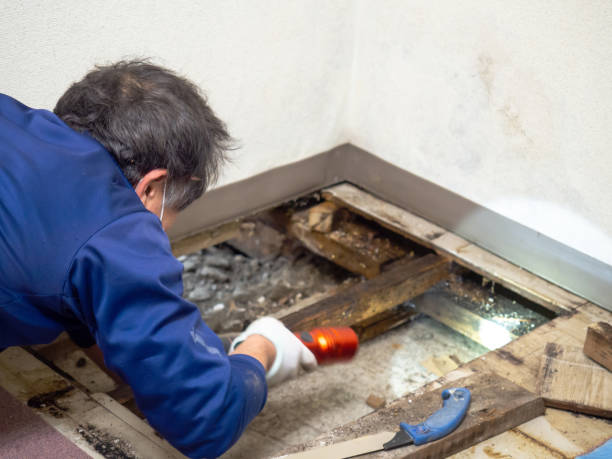 Best Residential Mold Removal  in Holly Hill, FL