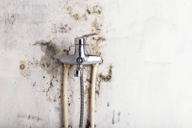 Best Black Mold Removal  in Holly Hill, FL
