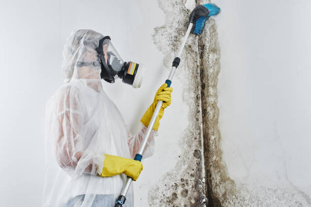 Crawl Space Mold Removal in Holly Hill, FL