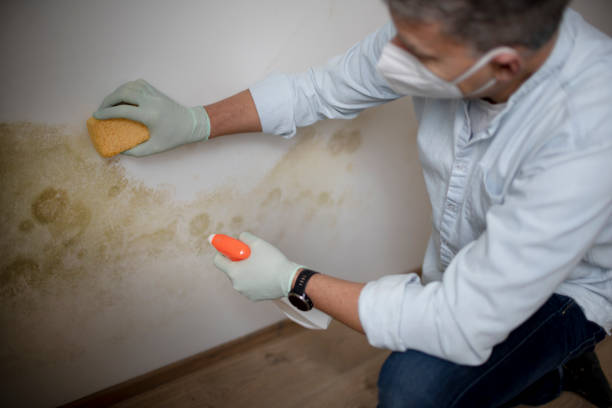 Best Mold Testing  in Holly Hill, FL