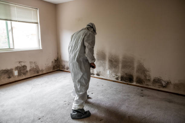Best Commercial Mold Removal  in Holly Hill, FL