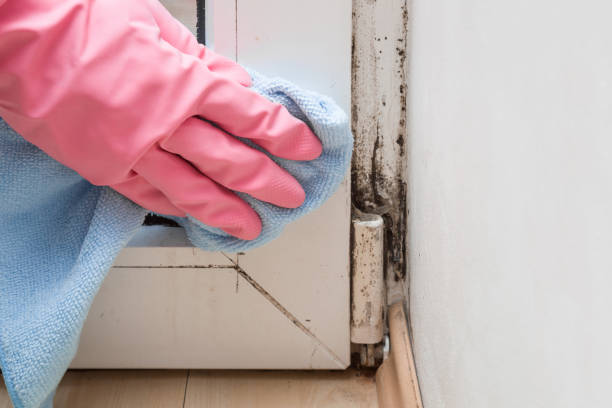 Best Local Mold Removal Service  in Holly Hill, FL