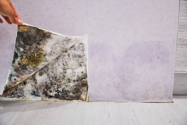 Water Damage Restoration in Holly Hill, FL